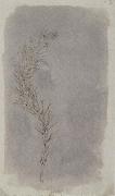 Willim Henry Fox Talbot Rosemary Twig oil painting on canvas